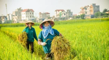 استقرار أسعار الأرز الطازج في الأسواق رغم تقلبات تكاليف وتحديات التوريد الحالية